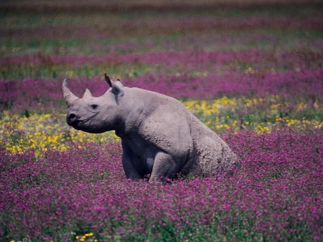 Rinoceronte negro na cratera ngorongoro